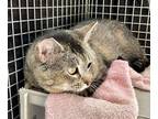 Adopt Barn Cat Paul Revere a Domestic Shorthair / Mixed (short coat) cat in