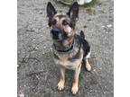 Adopt Hadley a German Shepherd Dog / Mixed dog in West Vancouver, BC (37938095)