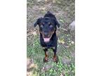 Adopt Wilbur a Black Rottweiler / Mixed dog in Bartlesville, OK (37937597)