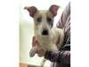 Adopt Bubba a Jack Russell Ter