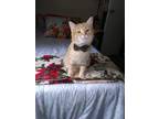 Adopt Alfie a Orange or Red Tabby American Shorthair / Mixed (short coat) cat in