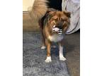 Adopt Pepper a Tan/Yellow/Fawn - with White German Shepherd Dog / Border Collie