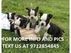 Mumi Boston Terrier puppies for sale