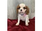 Madeleine Cavalier King Charles Spaniel Puppies For Sale..