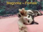 Adopt Magnolia a Domestic Short Hair