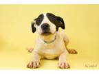 Adopt 377-23 a American Staffordshire Terrier