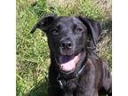Adopt Albert - Reduced Adoption Fee a Black Labrador Retriever, Collie
