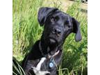 Adopt Elliot - Reduced Adoption Fee a Black Labrador Retriever, Collie