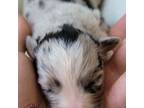 Australian Shepherd Puppy for sale in Calhan, CO, USA