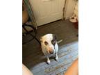 Adopt Lucy a Brown/Chocolate - with White Pointer / Labrador Retriever / Mixed