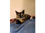 Adopt Torti a Domestic Shorthair / Mixed (short coat) cat in Blountville