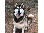 Adopt Pawtrick Stewart a Husky / Alaskan Malamute / Mixed dog in Rocky Mount