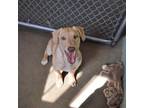 Adopt Burnie a Tan/Yellow/Fawn Whippet / Weimaraner / Mixed dog in North