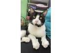 Adopt Mulberry a White American Shorthair / Domestic Shorthair / Mixed cat in
