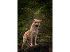 Adopt Gibson a German Shepherd Dog / Mixed dog in Errington, BC (37946698)