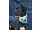 Adopt Goose a Black - with White Great Dane / Mixed dog in Fort Worth