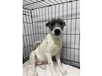 Adopt Booker a White - with Gray or Silver Bull Terrier / Mixed Breed (Medium) /