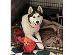 Adopt Kira a Siberian Husky / Alaskan Malamute dog in Buffalo, NY (37944869)