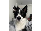 Adopt Romeo a Black - with White Border Collie / Mixed dog in Cheektowaga