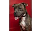 Adopt Blue a American Staffordshire Terrier