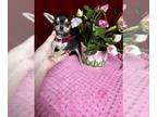Chihuahua PUPPY FOR SALE ADN-596371 - Applehead BUTTON