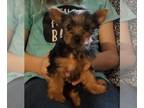 Yorkshire Terrier PUPPY FOR SALE ADN-596123 - Teacup yorki