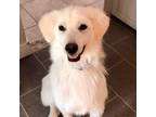 Adopt Proper a Great Pyrenees, Poodle