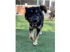 Adopt Wyla a Black Shepherd (Unknown Type) / Chow Chow / Mixed dog in Valley
