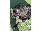 Adopt Mochi a Black Border Collie / German Shepherd Dog / Mixed dog in Edmond