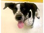 Adopt Atlas the He-Man 54299 a Black - with White Pointer / Mixed dog in Pampa