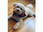 Adopt Cole a White Bichon Frise / Poodle (Miniature) / Mixed dog in Brooklyn