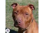 Adopt Spencer a Red/Golden/Orange/Chestnut Pit Bull Terrier / Mixed dog in
