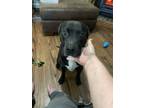 Adopt Ceasar a Black - with White American Pit Bull Terrier / Labrador Retriever
