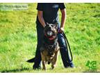 Police Cas ( K ) Personal Protection Dogs and Trained Pets