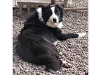Drew Border Collie Young Male