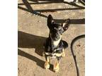 Adopt Seth a Australian Shepherd dog in Windsor, CO (37961193)