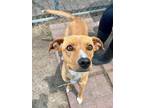 Adopt Lisa a Tan/Yellow/Fawn - with White Labrador Retriever / Jack Russell