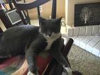 Adopt Mookie a Gray or Blue (Mostly) American Shorthair / Mixed (short coat) cat