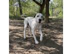 Adopt Joshua a White - with Tan, Yellow or Fawn American Pit Bull Terrier /