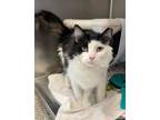 Adopt Charlie a Domestic Mediumhair / Mixed cat in Sudbury, ON (37961185)