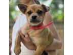 Adopt Purple a Tan/Yellow/Fawn Pug / Mixed dog in West Chester, PA (37961076)