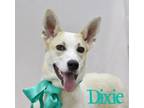 Adopt Dixie a White German Shepherd