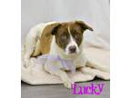 Adopt Lucky a Labrador Retriever