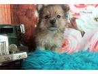 Pomeranian Puppy for sale in Unknown, , USA