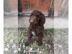 Poodle (Standard) PUPPY FOR SALE ADN-597543 - Chocolate and Phantom Standard
