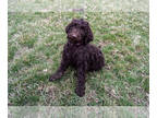 Poodle (Standard) PUPPY FOR SALE ADN-597545 - Chocolate and Phantom Standard