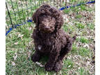 Poodle (Standard) PUPPY FOR SALE ADN-597548 - Chocolate and Phantom Standard