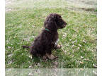 Poodle (Standard) PUPPY FOR SALE ADN-597549 - Chocolate and Phantom Standard