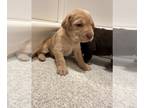 Labrador Retriever PUPPY FOR SALE ADN-597157 - Labrador Retriever puppies