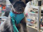 Adopt Tansy a Cairn Terrier